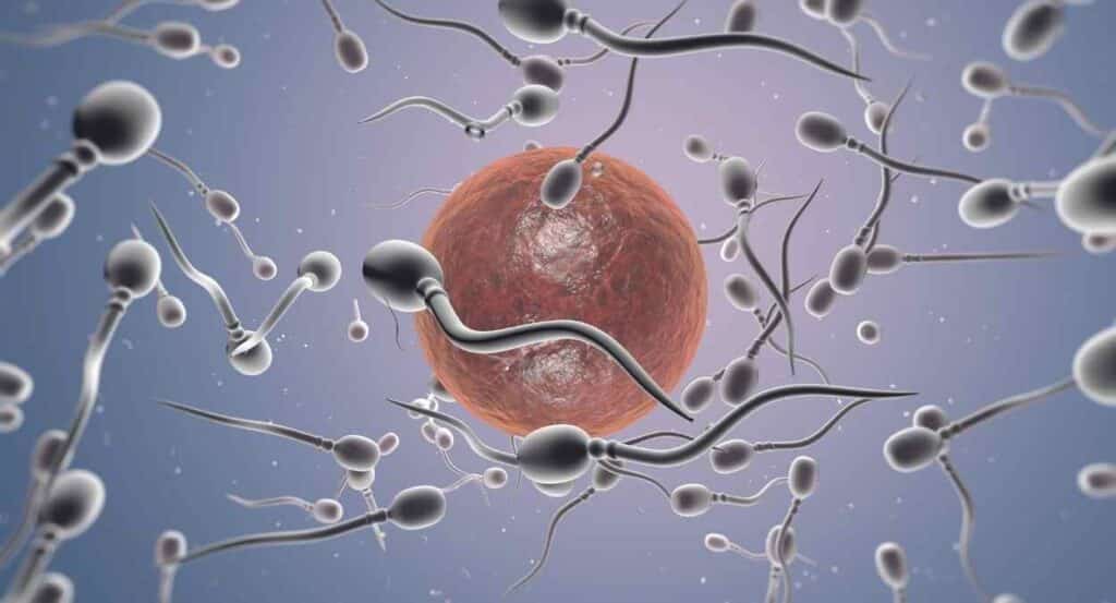 sperm motility, ultrasound waves, fertility treatment, IVF, sperm speed,