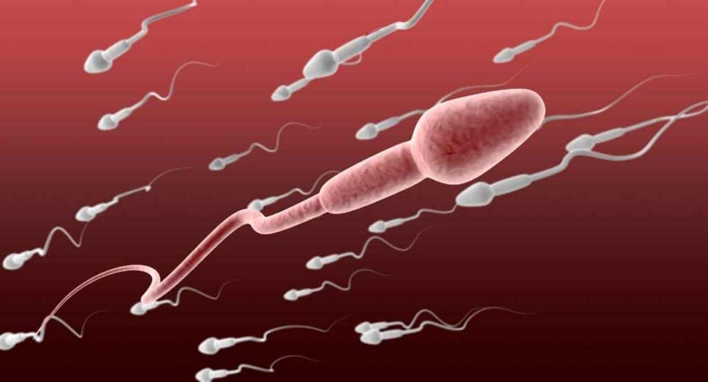 sperm motility, ultrasound waves, fertility treatment, IVF, sperm speed,