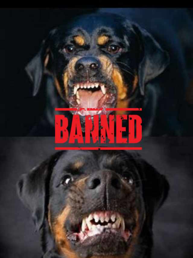 India’s Ban of These Dangerous-Dog Breeds – You Must Know